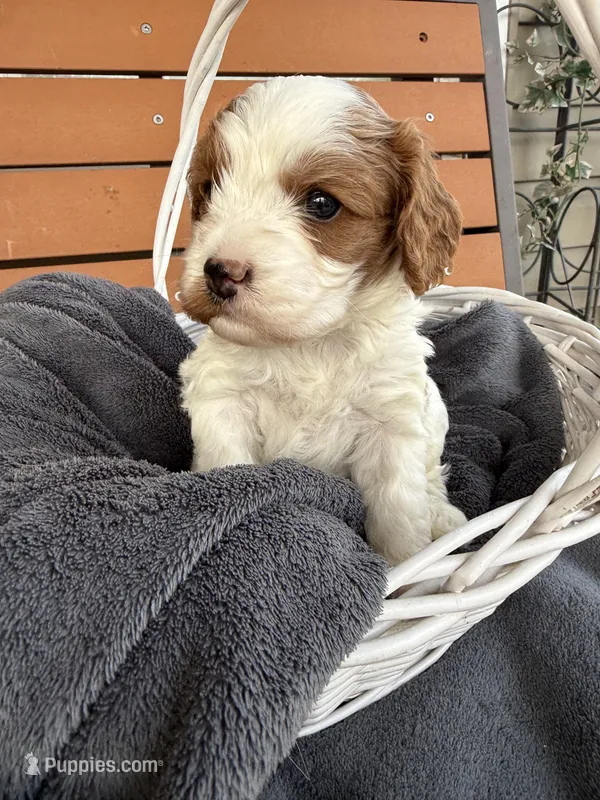 Leo – Cavapoo puppy for sale in Ephrata, PA