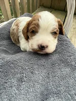 Leo, a male Cavapoo for sale in Ephrata, PA – 4 of 10