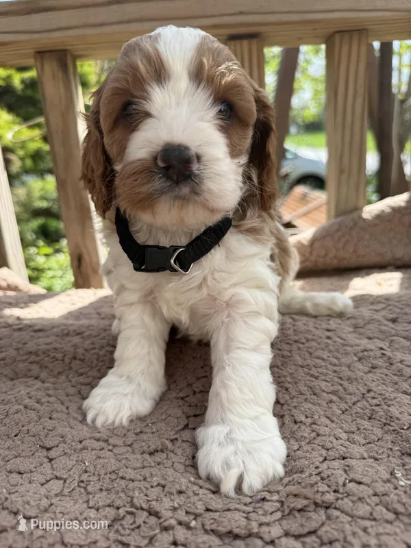 Leo – Cavapoo puppy for sale in Ephrata, PA