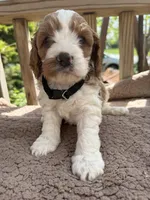 Leo, a male Cavapoo for sale in Ephrata, PA – 1 of 10