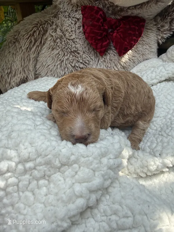 Sunny – Poodle - Miniature , Bichpoo puppy for sale in Ephrata, PA