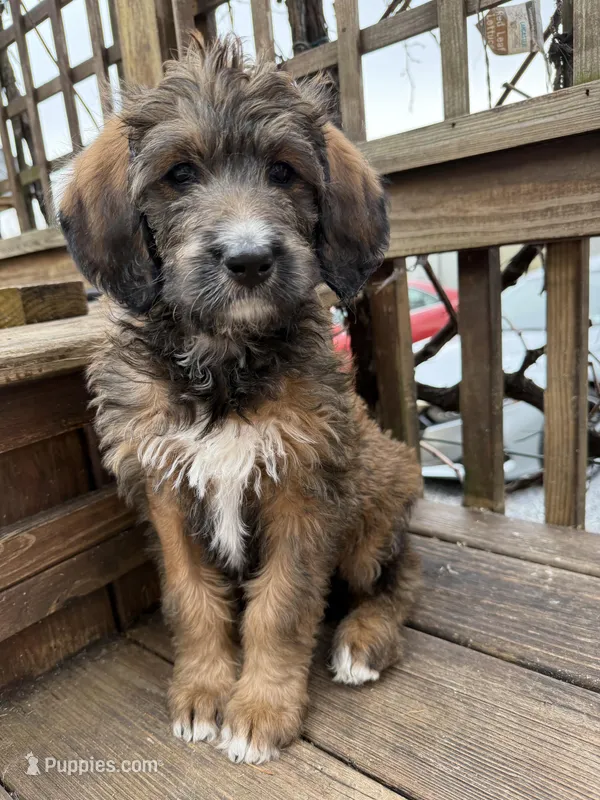 Sophie – Saint Berdoodle puppy for sale in Ephrata, PA