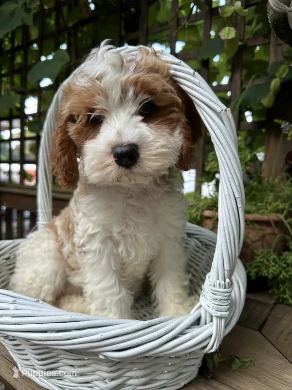 Hazel – Cavapoo, Cavalier King Charles Spaniel puppy for sale in Ephrata, PA