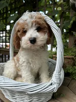 Hazel, a  Cavapoo and Cavalier King Charles Spaniel for sale in Ephrata, PA – 1 of 6