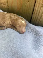 Sunny, a female Poodle - Miniature  and Bichpoo for sale in Ephrata, PA – 3 of 4