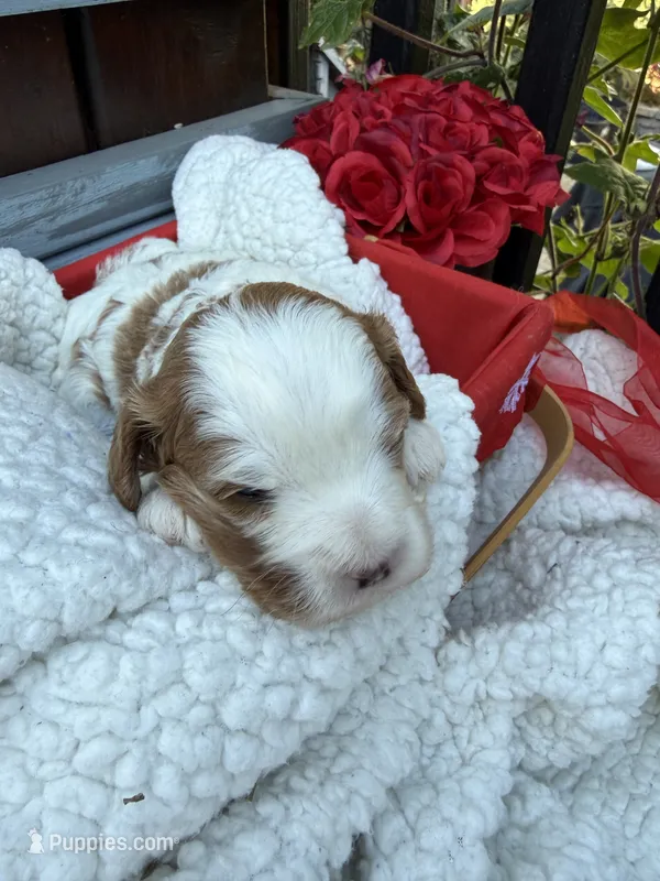 Abby – Cavapoo, Cavalier King Charles Spaniel puppy for sale in Ephrata, PA