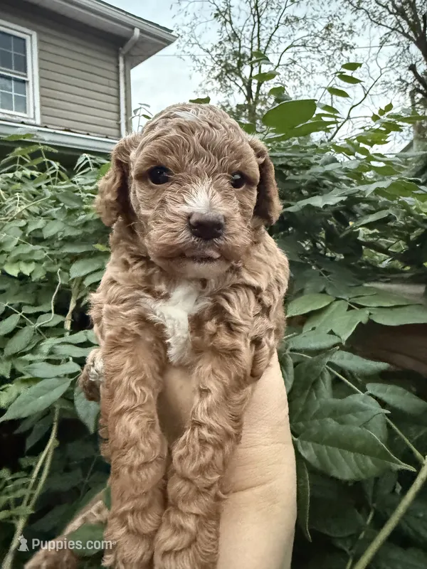 Sunny – Poodle - Miniature , Bichpoo puppy for sale in Ephrata, PA