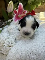 processed/805931c8-52fc-4caa-9b7e-8b874e6f56fd/listing/68ead269-db5f-4a0d-83cd-0ec3b4dd0442/1762e8ff-8533-457e-b20e-8e84b0d21ad9