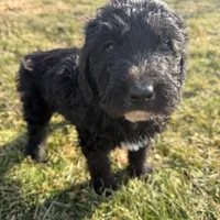 Tux, a male Saint Berdoodle for sale in Ephrata, PA – Photo 3 of 6