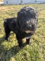 Tux, a male Saint Berdoodle for sale in Ephrata, PA – Photo 3 of 6