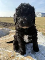 Tux, a male Saint Berdoodle for sale in Ephrata, PA – Photo 4 of 6