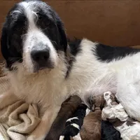 Tux, a male Saint Berdoodle for sale in Ephrata, PA – Photo 6 of 6