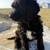 Tux, a male Saint Berdoodle for sale in Ephrata, PA – Photo 4 of 6