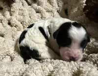 processed/805931c8-52fc-4caa-9b7e-8b874e6f56fd/listing/68ead269-db5f-4a0d-83cd-0ec3b4dd0442/ac930346-3d0f-4e62-939a-9a13cbfc8de1