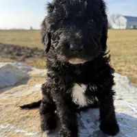 Tux, a male Saint Berdoodle for sale in Ephrata, PA – Photo 1 of 6