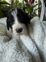 Cookie, a female Goldendoodle for sale in Ephrata, PA – Photo 2 of 7