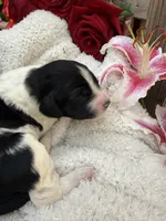 Cookie, a female Goldendoodle for sale in Ephrata, PA – Photo 4 of 7