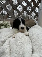 Cookie, a female Goldendoodle for sale in Ephrata, PA – Photo 3 of 7