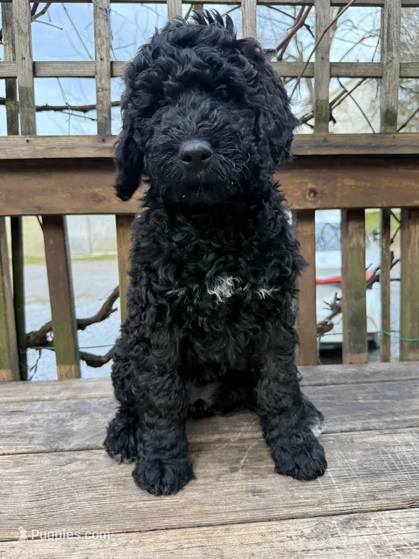 Cookie – Goldendoodle puppy for sale in Ephrata, PA