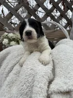 Cookie, a female Goldendoodle for sale in Ephrata, PA – Photo 1 of 7