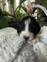 Cookie, a female Goldendoodle for sale in Ephrata, PA – Photo 5 of 7