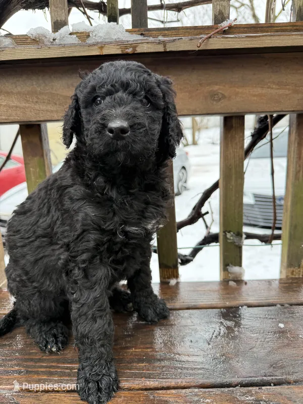 Cookie – Goldendoodle puppy for sale in Ephrata, PA