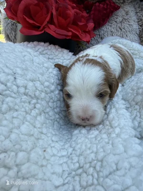 Abby – Cavapoo, Cavalier King Charles Spaniel puppy for sale in Ephrata, PA