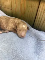 Sunny, a female Poodle - Miniature  and Bichpoo for sale in Ephrata, PA – 2 of 4