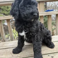 Coral , a female Portuguese Water Dog and Poodle - Standard  for sale in Ephrata, PA – Photo 3 of 6