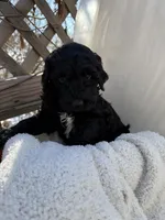 Boo, a male Portuguese Water Dog and Poodle - Standard  for sale in Ephrata, PA – Photo 2 of 7