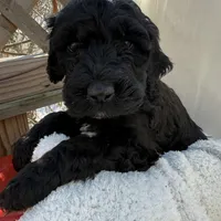 Coral , a female Portuguese Water Dog and Poodle - Standard  for sale in Ephrata, PA – Photo 4 of 6