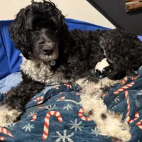 Coral , a female Portuguese Water Dog and Poodle - Standard  for sale in Ephrata, PA – Photo 5 of 6