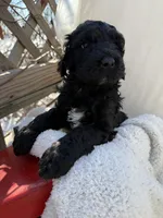 Boo, a male Portuguese Water Dog and Poodle - Standard  for sale in Ephrata, PA – Photo 3 of 7