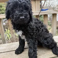 Coral , a female Portuguese Water Dog and Poodle - Standard  for sale in Ephrata, PA – Photo 2 of 6