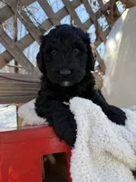 Boo, a male Portuguese Water Dog and Poodle - Standard  for sale in Ephrata, PA – Photo 5 of 7