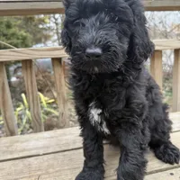 Coral , a female Portuguese Water Dog and Poodle - Standard  for sale in Ephrata, PA – Photo 1 of 6