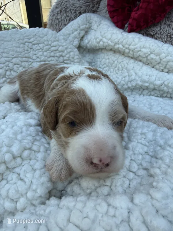Max – Cavapoo, Cavalier King Charles Spaniel puppy for sale in Ephrata, PA