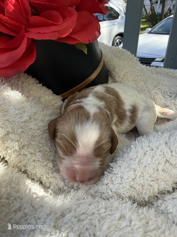 Kelly  – Cavapoo, Cavalier King Charles Spaniel puppy for sale in Ephrata, PA