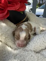 Kelly , a female Cavapoo and Cavalier King Charles Spaniel for sale in Ephrata, PA – 1 of 6