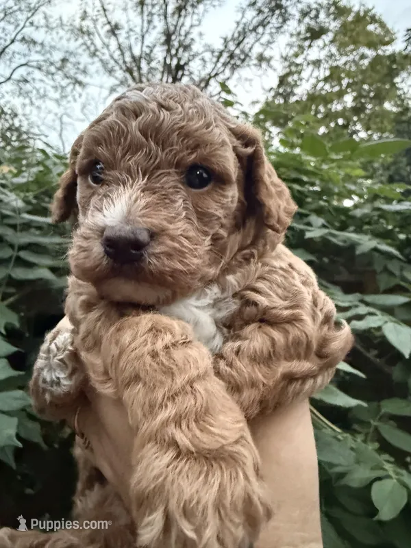 Sunny – Poodle - Miniature , Bichpoo puppy for sale in Ephrata, PA