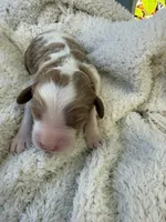Max, a male Cavapoo and Cavalier King Charles Spaniel for sale in Ephrata, PA – 1 of 5