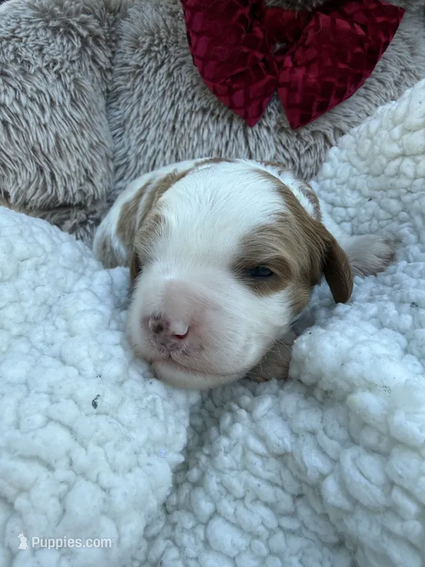 Leo – Cavapoo, Cavalier King Charles Spaniel puppy for sale in Ephrata, PA