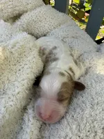 Leo, a male Cavapoo and Cavalier King Charles Spaniel for sale in Ephrata, PA – 2 of 5