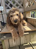 Sandy, a female Saint Berdoodle for sale in Ephrata, PA – 5 of 8