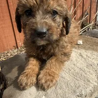 Penny, a female Saint Berdoodle for sale in Ephrata, PA – Photo 1 of 7