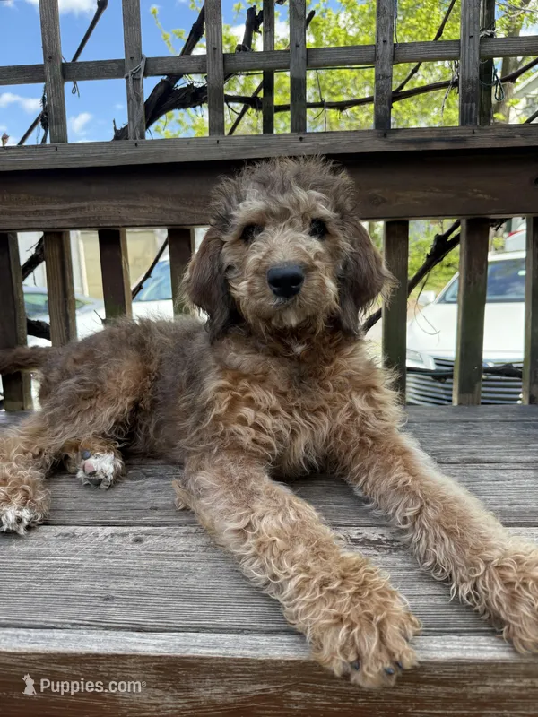 Sandy – Saint Berdoodle puppy for sale in Ephrata, PA