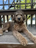 Sandy, a female Saint Berdoodle for sale in Ephrata, PA – 1 of 8