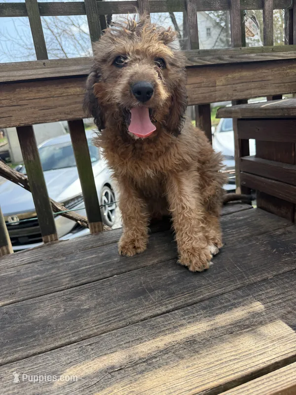 Penny – Saint Berdoodle puppy for sale in Ephrata, PA