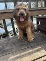 Penny, a female Saint Berdoodle for sale in Ephrata, PA – Photo 1 of 8