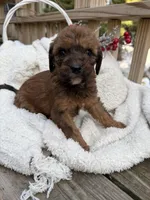 Penny, a female Saint Berdoodle for sale in Ephrata, PA – Photo 3 of 6